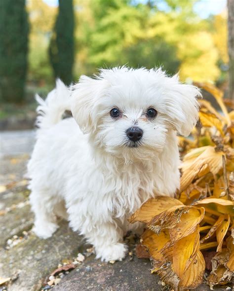 perro maltes mini|pictures of adult maltese.